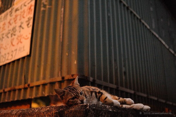 身居香港的摄影记者Micros坚持拍摄了街头的猫咪已有10年。http://www.streetcatfoto.hk/about_c.html 每一只你看到的被削去半只耳朵的孩子都是绝育过的，请不要欺负他们。