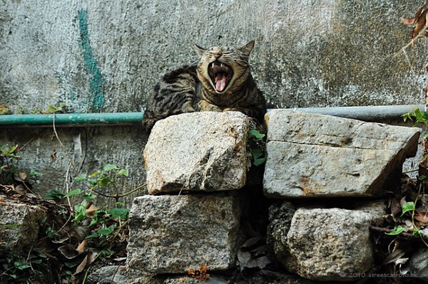 身居香港的摄影记者Micros坚持拍摄了街头的猫咪已有10年。http://www.streetcatfoto.hk/about_c.html 每一只你看到的被削去半只耳朵的孩子都是绝育过的，请不要欺负他们。