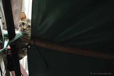 身居香港的摄影记者Micros坚持拍摄了街头的猫咪已有10年。http://www.streetcatfoto.hk/about_c.html 每一只你看到的被削去半只耳朵的孩子都是绝育过的，请不要欺负他们。