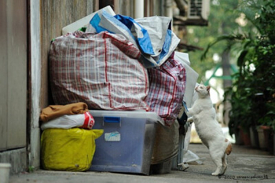 身居香港的摄影记者Micros坚持拍摄了街头的猫咪已有10年。http://www.streetcatfoto.hk/about_c.html 每一只你看到的被削去半只耳朵的孩子都是绝育过的，请不要欺负他们。