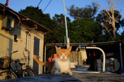 身居香港的摄影记者Micros坚持拍摄了街头的猫咪已有10年。http://www.streetcatfoto.hk/about_c.html 每一只你看到的被削去半只耳朵的孩子都是绝育过的，请不要欺负他们。