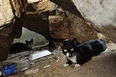 身居香港的摄影记者Micros坚持拍摄了街头的猫咪已有10年。http://www.streetcatfoto.hk/about_c.html 每一只你看到的被削去半只耳朵的孩子都是绝育过的，请不要欺负他们。