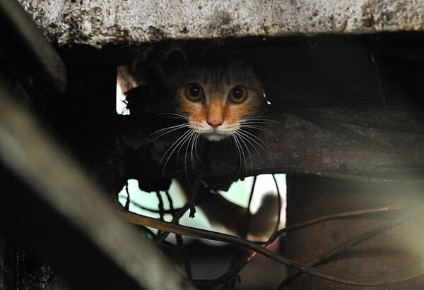 身居香港的摄影记者Micros坚持拍摄了街头的猫咪已有10年。http://www.streetcatfoto.hk/about_c.html 每一只你看到的被削去半只耳朵的孩子都是绝育过的，请不要欺负他们。