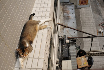 身居香港的摄影记者Micros坚持拍摄了街头的猫咪已有10年。http://www.streetcatfoto.hk/about_c.html 每一只你看到的被削去半只耳朵的孩子都是绝育过的，请不要欺负他们。