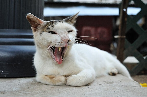 身居香港的摄影记者Micros坚持拍摄了街头的猫咪已有10年。http://www.streetcatfoto.hk/about_c.html 每一只你看到的被削去半只耳朵的孩子都是绝育过的，请不要欺负他们。