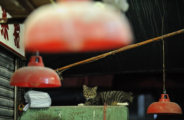 身居香港的摄影记者Micros坚持拍摄了街头的猫咪已有10年。http://www.streetcatfoto.hk/about_c.html 每一只你看到的被削去半只耳朵的孩子都是绝育过的，请不要欺负他们。