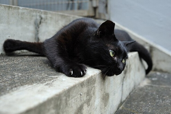 身居香港的摄影记者Micros坚持拍摄了街头的猫咪已有10年。http://www.streetcatfoto.hk/about_c.html 每一只你看到的被削去半只耳朵的孩子都是绝育过的，请不要欺负他们。