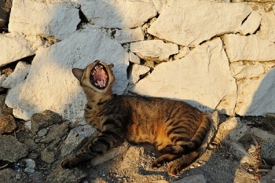 身居香港的摄影记者Micros坚持拍摄了街头的猫咪已有10年。http://www.streetcatfoto.hk/about_c.html 每一只你看到的被削去半只耳朵的孩子都是绝育过的，请不要欺负他们。