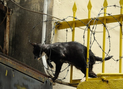 身居香港的摄影记者Micros坚持拍摄了街头的猫咪已有10年。http://www.streetcatfoto.hk/about_c.html 每一只你看到的被削去半只耳朵的孩子都是绝育过的，请不要欺负他们。