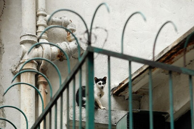 身居香港的摄影记者Micros坚持拍摄了街头的猫咪已有10年。http://www.streetcatfoto.hk/about_c.html 每一只你看到的被削去半只耳朵的孩子都是绝育过的，请不要欺负他们。