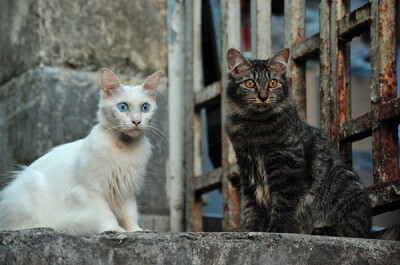 身居香港的摄影记者Micros坚持拍摄了街头的猫咪已有10年。http://www.streetcatfoto.hk/about_c.html 每一只你看到的被削去半只耳朵的孩子都是绝育过的，请不要欺负他们。