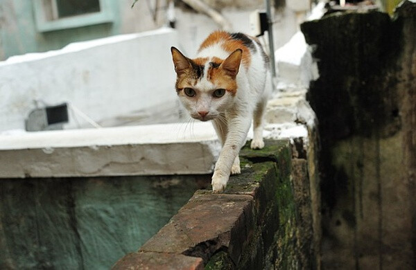 身居香港的摄影记者Micros坚持拍摄了街头的猫咪已有10年。http://www.streetcatfoto.hk/about_c.html 每一只你看到的被削去半只耳朵的孩子都是绝育过的，请不要欺负他们。