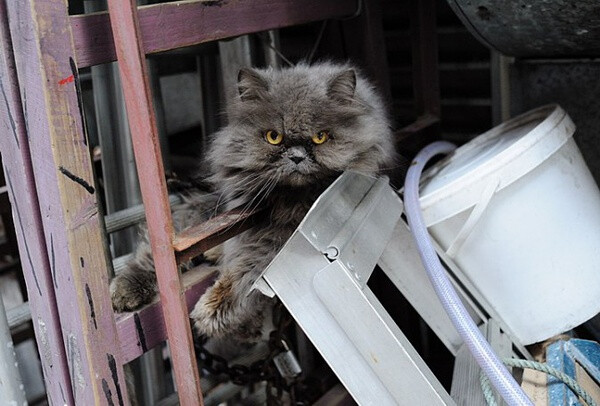 身居香港的摄影记者Micros坚持拍摄了街头的猫咪已有10年。http://www.streetcatfoto.hk/about_c.html 每一只你看到的被削去半只耳朵的孩子都是绝育过的，请不要欺负他们。