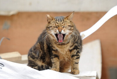 身居香港的摄影记者Micros坚持拍摄了街头的猫咪已有10年。http://www.streetcatfoto.hk/about_c.html 每一只你看到的被削去半只耳朵的孩子都是绝育过的，请不要欺负他们。