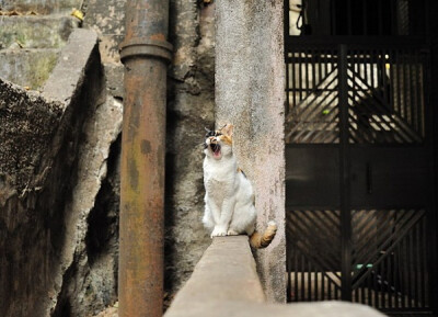 身居香港的摄影记者Micros坚持拍摄了街头的猫咪已有10年。http://www.streetcatfoto.hk/about_c.html 每一只你看到的被削去半只耳朵的孩子都是绝育过的，请不要欺负他们。