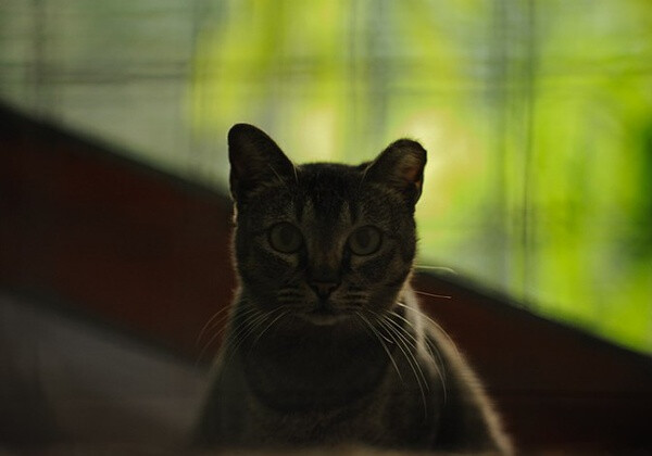 身居香港的摄影记者Micros坚持拍摄了街头的猫咪已有10年。http://www.streetcatfoto.hk/about_c.html 每一只你看到的被削去半只耳朵的孩子都是绝育过的，请不要欺负他们。