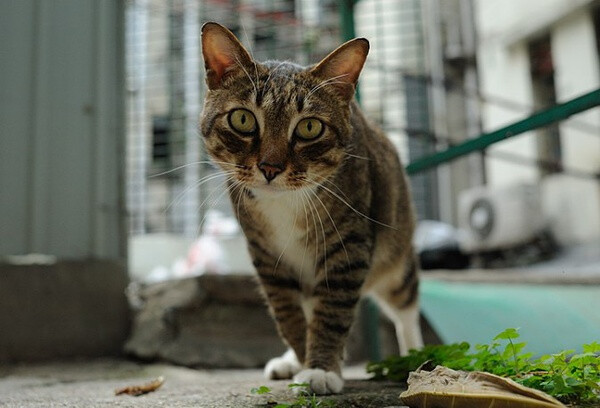 身居香港的摄影记者Micros坚持拍摄了街头的猫咪已有10年。http://www.streetcatfoto.hk/about_c.html 每一只你看到的被削去半只耳朵的孩子都是绝育过的，请不要欺负他们。