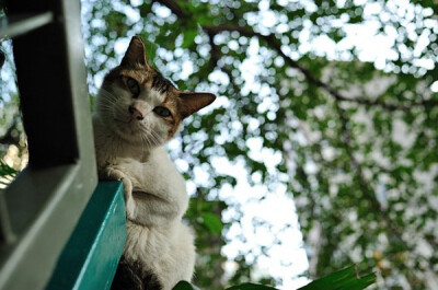 身居香港的摄影记者Micros坚持拍摄了街头的猫咪已有10年。http://www.streetcatfoto.hk/about_c.html 每一只你看到的被削去半只耳朵的孩子都是绝育过的，请不要欺负他们。