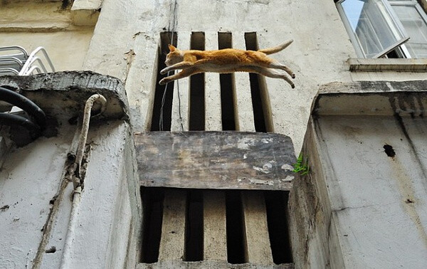 身居香港的摄影记者Micros坚持拍摄了街头的猫咪已有10年。http://www.streetcatfoto.hk/about_c.html 每一只你看到的被削去半只耳朵的孩子都是绝育过的，请不要欺负他们。