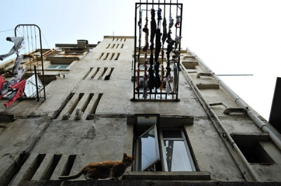 身居香港的摄影记者Micros坚持拍摄了街头的猫咪已有10年。http://www.streetcatfoto.hk/about_c.html 每一只你看到的被削去半只耳朵的孩子都是绝育过的，请不要欺负他们。