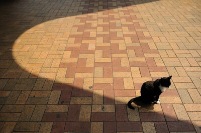 身居香港的摄影记者Micros坚持拍摄了街头的猫咪已有10年。http://www.streetcatfoto.hk/about_c.html 每一只你看到的被削去半只耳朵的孩子都是绝育过的，请不要欺负他们。