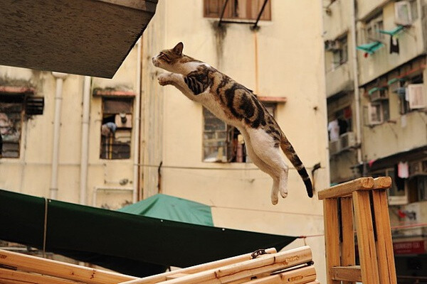 身居香港的摄影记者Micros坚持拍摄了街头的猫咪已有10年。http://www.streetcatfoto.hk/about_c.html 每一只你看到的被削去半只耳朵的孩子都是绝育过的，请不要欺负他们。