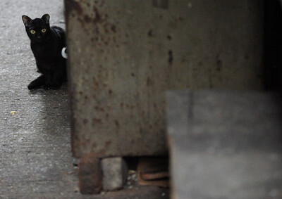 身居香港的摄影记者Micros坚持拍摄了街头的猫咪已有10年。http://www.streetcatfoto.hk/about_c.html 每一只你看到的被削去半只耳朵的孩子都是绝育过的，请不要欺负他们。