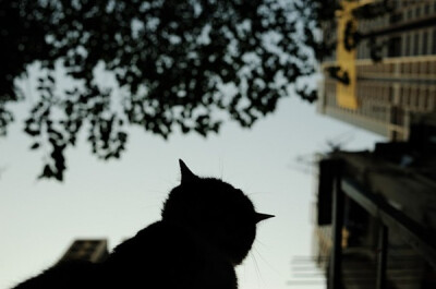 身居香港的摄影记者Micros坚持拍摄了街头的猫咪已有10年。http://www.streetcatfoto.hk/about_c.html 每一只你看到的被削去半只耳朵的孩子都是绝育过的，请不要欺负他们。