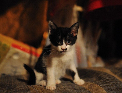 身居香港的摄影记者Micros坚持拍摄了街头的猫咪已有10年。http://www.streetcatfoto.hk/about_c.html 每一只你看到的被削去半只耳朵的孩子都是绝育过的，请不要欺负他们。