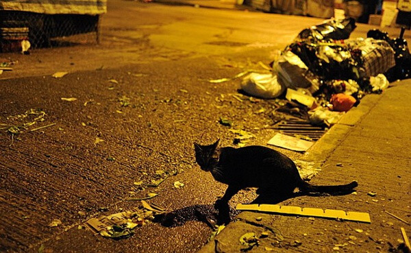 身居香港的摄影记者Micros坚持拍摄了街头的猫咪已有10年。http://www.streetcatfoto.hk/about_c.html 每一只你看到的被削去半只耳朵的孩子都是绝育过的，请不要欺负他们。