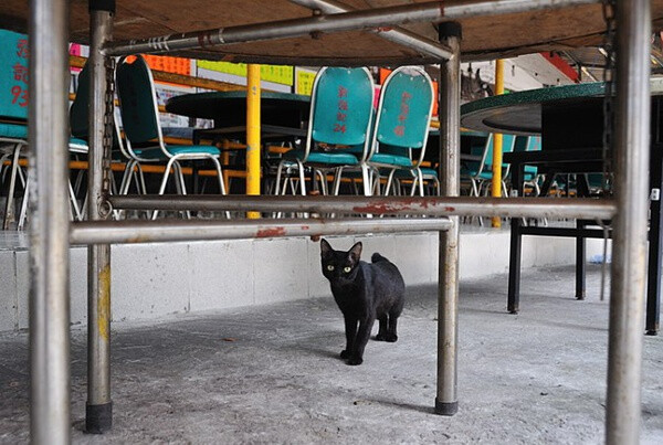 身居香港的摄影记者Micros坚持拍摄了街头的猫咪已有10年。http://www.streetcatfoto.hk/about_c.html 每一只你看到的被削去半只耳朵的孩子都是绝育过的，请不要欺负他们。