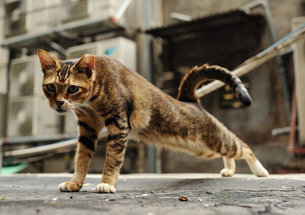 身居香港的摄影记者Micros坚持拍摄了街头的猫咪已有10年。http://www.streetcatfoto.hk/about_c.html 每一只你看到的被削去半只耳朵的孩子都是绝育过的，请不要欺负他们。