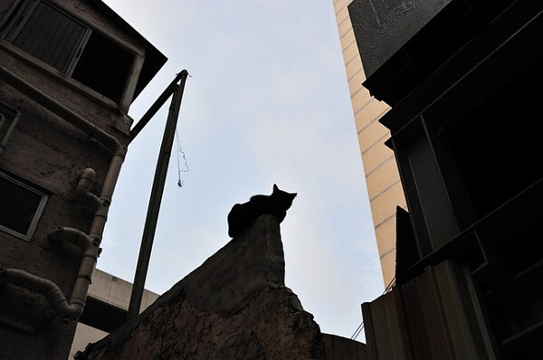 身居香港的摄影记者Micros坚持拍摄了街头的猫咪已有10年。http://www.streetcatfoto.hk/about_c.html 每一只你看到的被削去半只耳朵的孩子都是绝育过的，请不要欺负他们。