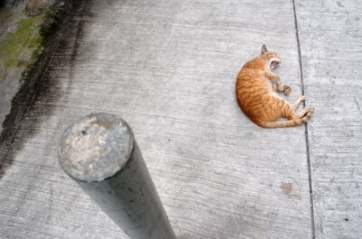 身居香港的摄影记者Micros坚持拍摄了街头的猫咪已有10年。http://www.streetcatfoto.hk/about_c.html 每一只你看到的被削去半只耳朵的孩子都是绝育过的，请不要欺负他们。