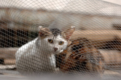 身居香港的摄影记者Micros坚持拍摄了街头的猫咪已有10年。http://www.streetcatfoto.hk/about_c.html 每一只你看到的被削去半只耳朵的孩子都是绝育过的，请不要欺负他们。