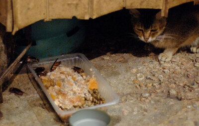 身居香港的摄影记者Micros坚持拍摄了街头的猫咪已有10年。http://www.streetcatfoto.hk/about_c.html 每一只你看到的被削去半只耳朵的孩子都是绝育过的，请不要欺负他们。