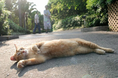 身居香港的摄影记者Micros坚持拍摄了街头的猫咪已有10年。http://www.streetcatfoto.hk/about_c.html 每一只你看到的被削去半只耳朵的孩子都是绝育过的，请不要欺负他们。