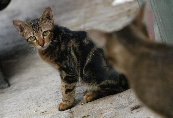 身居香港的摄影记者Micros坚持拍摄了街头的猫咪已有10年。http://www.streetcatfoto.hk/about_c.html 每一只你看到的被削去半只耳朵的孩子都是绝育过的，请不要欺负他们。