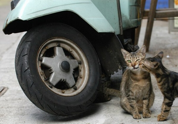 身居香港的摄影记者Micros坚持拍摄了街头的猫咪已有10年。http://www.streetcatfoto.hk/about_c.html 每一只你看到的被削去半只耳朵的孩子都是绝育过的，请不要欺负他们。