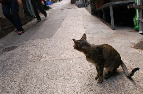 身居香港的摄影记者Micros坚持拍摄了街头的猫咪已有10年。http://www.streetcatfoto.hk/about_c.html 每一只你看到的被削去半只耳朵的孩子都是绝育过的，请不要欺负他们。