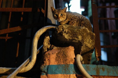 身居香港的摄影记者Micros坚持拍摄了街头的猫咪已有10年。http://www.streetcatfoto.hk/about_c.html 每一只你看到的被削去半只耳朵的孩子都是绝育过的，请不要欺负他们。