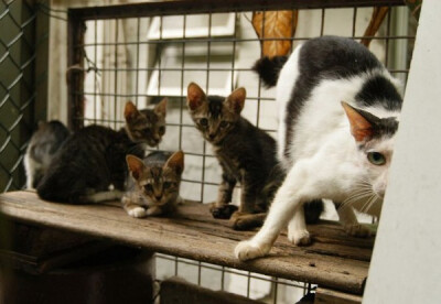 身居香港的摄影记者Micros坚持拍摄了街头的猫咪已有10年。http://www.streetcatfoto.hk/about_c.html 每一只你看到的被削去半只耳朵的孩子都是绝育过的，请不要欺负他们。