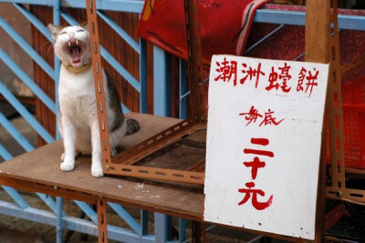 身居香港的摄影记者Micros坚持拍摄了街头的猫咪已有10年。http://www.streetcatfoto.hk/about_c.html 每一只你看到的被削去半只耳朵的孩子都是绝育过的，请不要欺负他们。