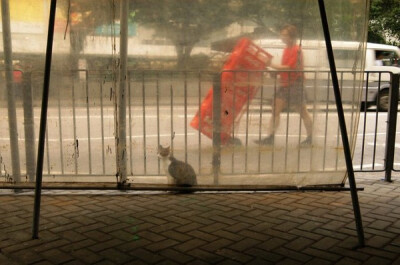 身居香港的摄影记者Micros坚持拍摄了街头的猫咪已有10年。http://www.streetcatfoto.hk/about_c.html 每一只你看到的被削去半只耳朵的孩子都是绝育过的，请不要欺负他们。