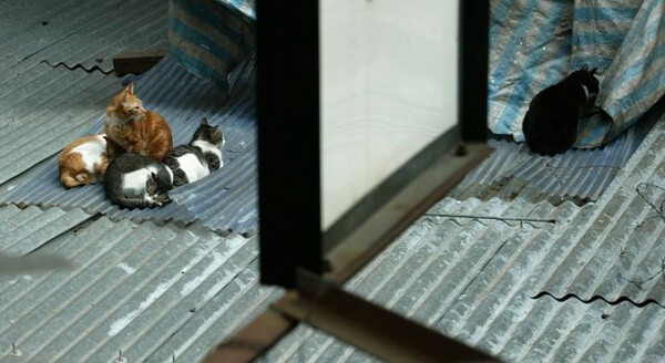 身居香港的摄影记者Micros坚持拍摄了街头的猫咪已有10年。http://www.streetcatfoto.hk/about_c.html 每一只你看到的被削去半只耳朵的孩子都是绝育过的，请不要欺负他们。