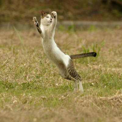 身居香港的摄影记者Micros坚持拍摄了街头的猫咪已有10年。http://www.streetcatfoto.hk/about_c.html 每一只你看到的被削去半只耳朵的孩子都是绝育过的，请不要欺负他们。