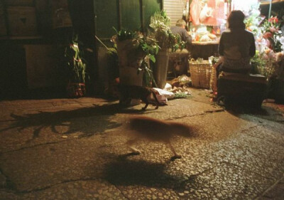 身居香港的摄影记者Micros坚持拍摄了街头的猫咪已有10年。http://www.streetcatfoto.hk/about_c.html 每一只你看到的被削去半只耳朵的孩子都是绝育过的，请不要欺负他们。