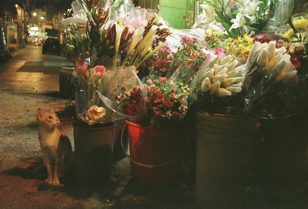 身居香港的摄影记者Micros坚持拍摄了街头的猫咪已有10年。http://www.streetcatfoto.hk/about_c.html 每一只你看到的被削去半只耳朵的孩子都是绝育过的，请不要欺负他们。