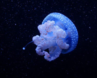 海底世界 -- 水母