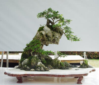 中国水旱盆景。